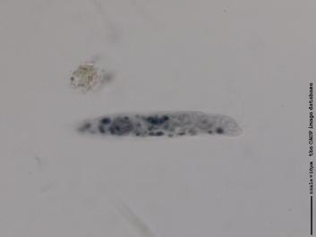 L002 100x.jpg